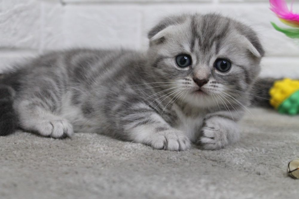 Очаровательные Вислоухие Котята Скоттиш Фолд