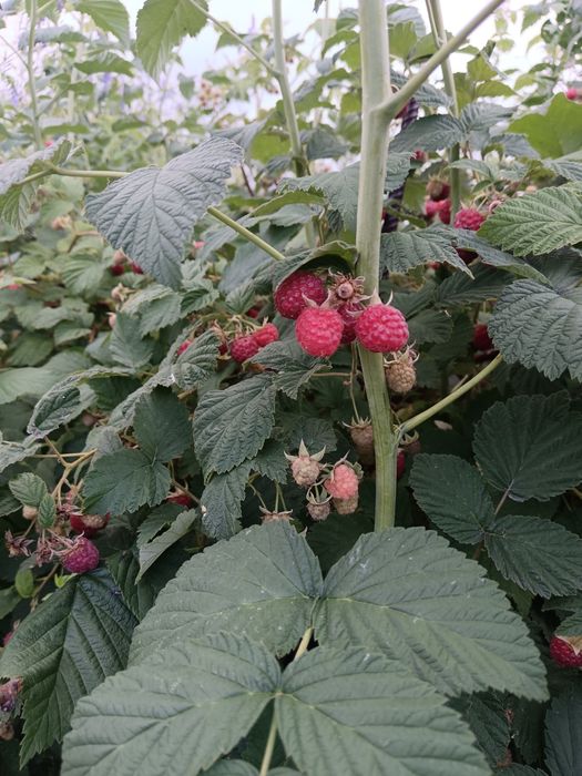 Дом сад Реченьке