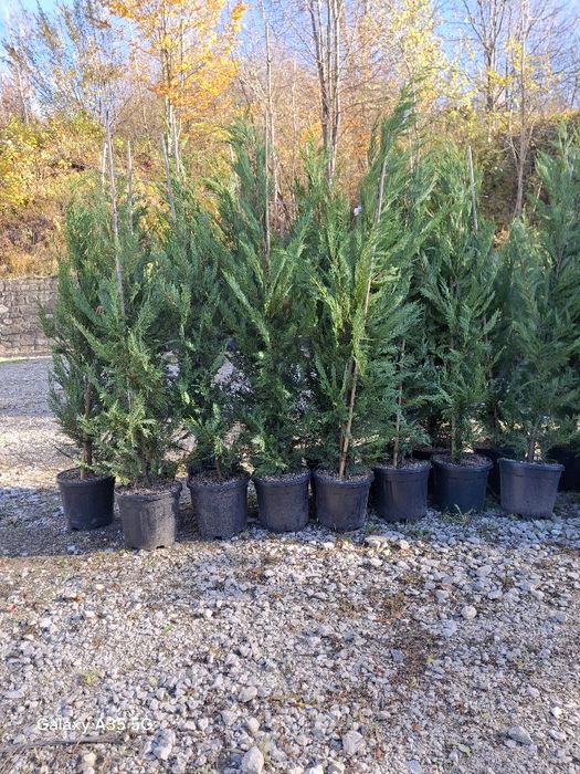 Vând și livrez tuia leylandii la oferta