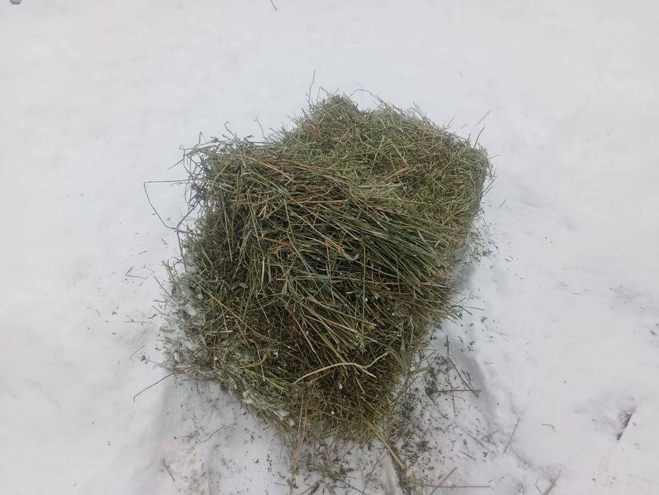 Жонышка кырдын шобы