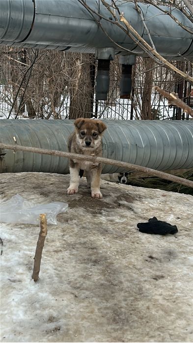 Щенки ищут прекрасных хозяев