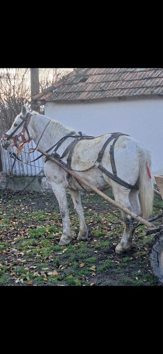 Se vinde iapa de 7-8ani