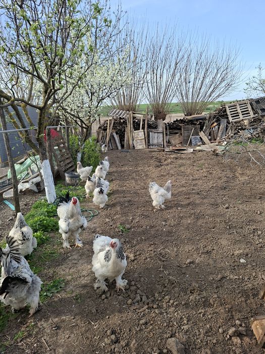 Vând pui brahma herminat deschis  si pui moțați încălțați  preț dela 15 leii!