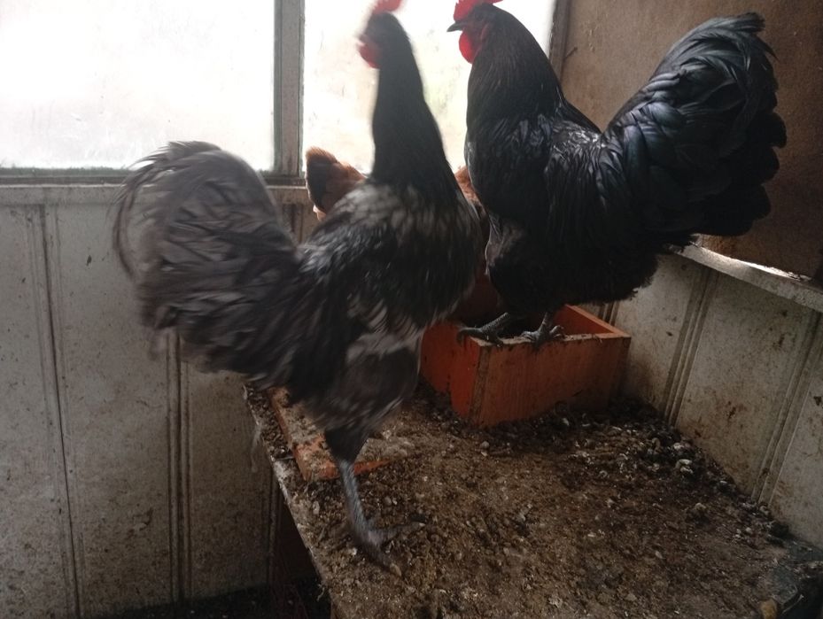 Cocosi australorp