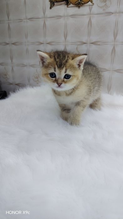 Biritanski shinshilla