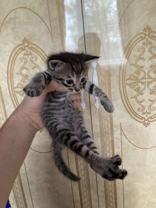 Котята продаются