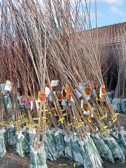 Vând Pomi Fructiferi cu radacina ambalata si neambalata