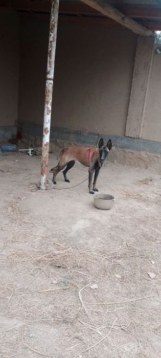 Sotiladi Belgiya malinovasi