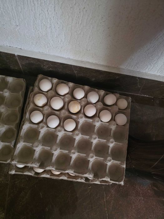 Ouă  pentru  incubat  Gainusa  Bantam..