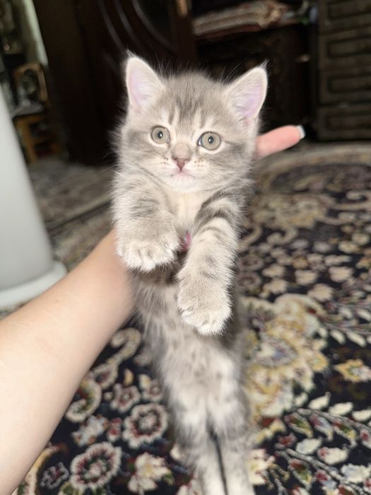 Отдам в хорошие руки котенка.