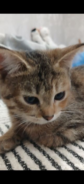 Бесплатно кошечка!