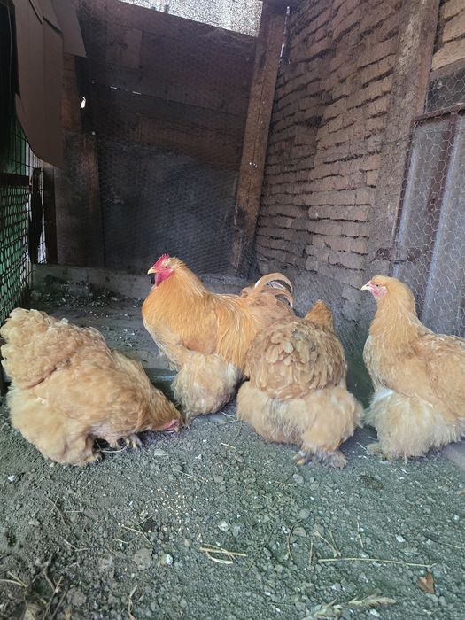 Cochinchina urias galben