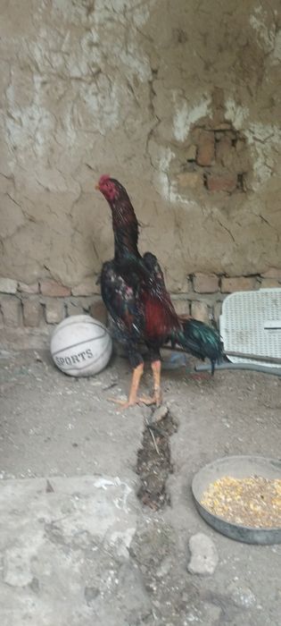 Dakan Xoʻroz sotiladi