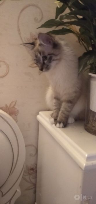 Продаётся кошка невская