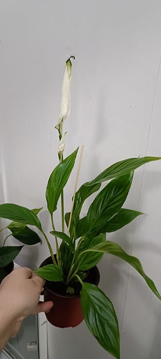 Женское счастье:2500 тенге