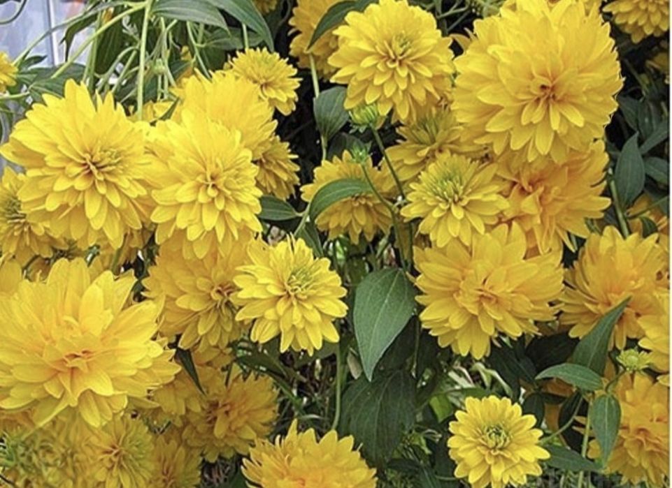 Рассада цветов рудбекия