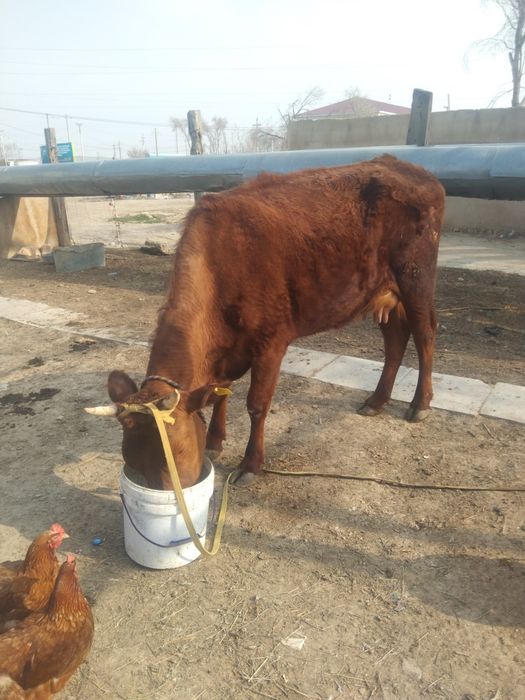 Сиыр сатлат красни степнои