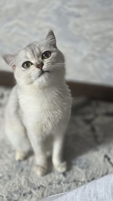 Кот, серебренная шиншилла.