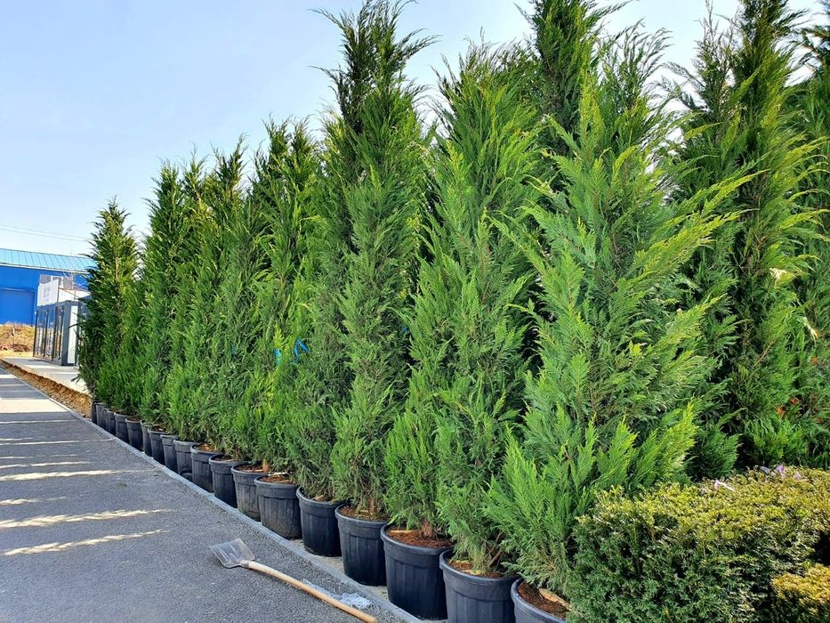Vând leylandii de 3.m/3.3m