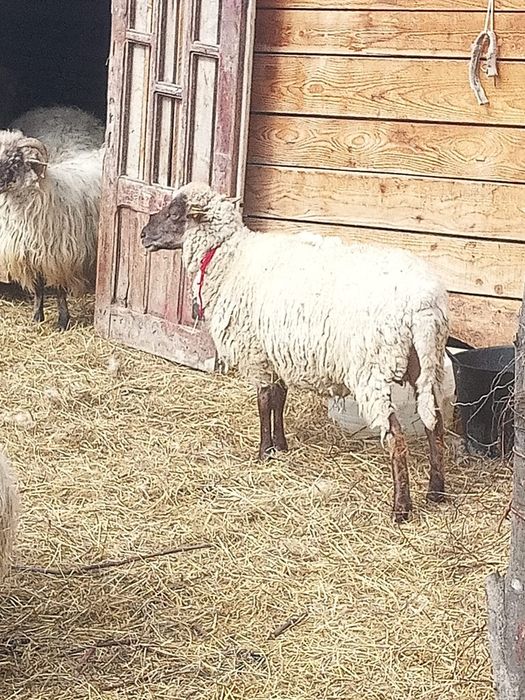 Oaie carabaș de vânzare
