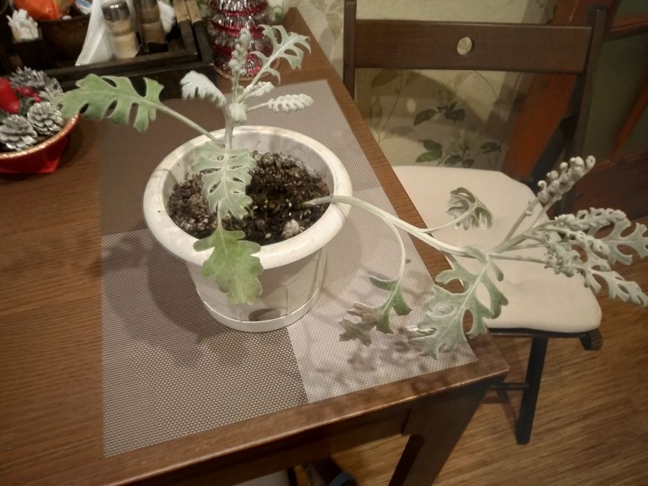 Продам комнатные цветы.