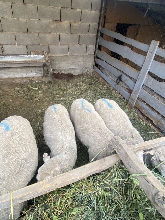 Продам баранов 7 голов