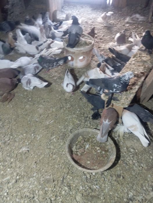 Продам голубей разных