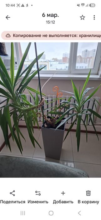 Цветы комнатные ухоженные