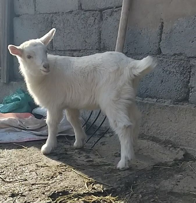 Занен сауынды ешкі  сатылады
