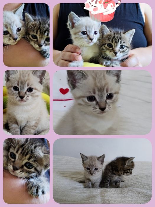 котята бесплатно