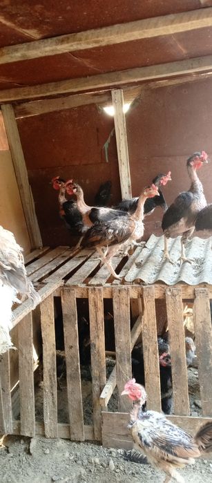 Кора Шахзода жужалар сотилади