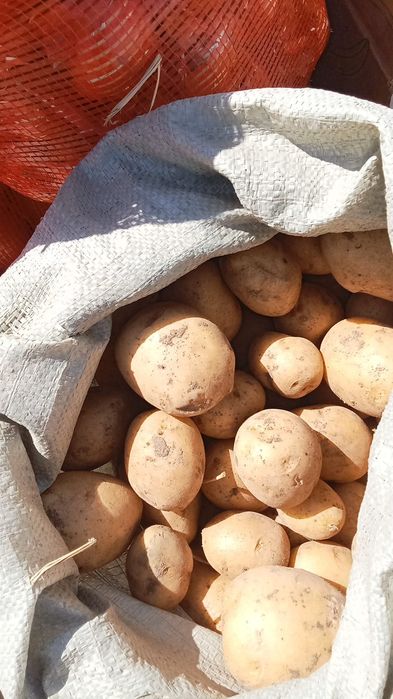 Продаю картошку,