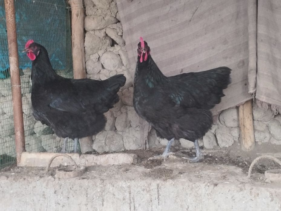 Gigant jersiy tuxumlariga zakaz olamiz