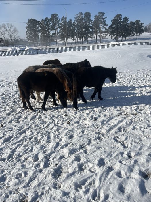 Продам жабагы 3голов