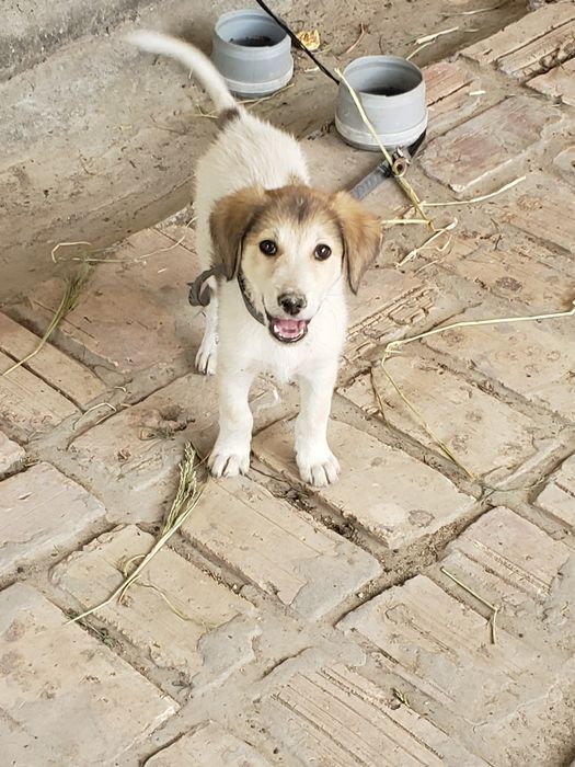 Kelishtirib beraman tõğri kelsa