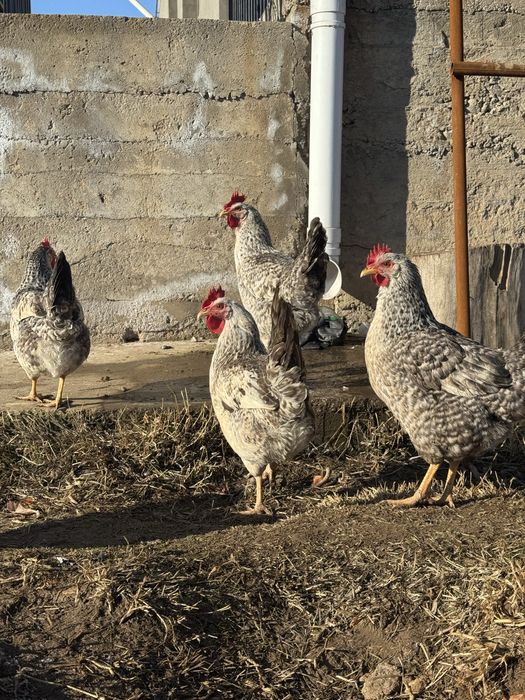 Барковская барвиста