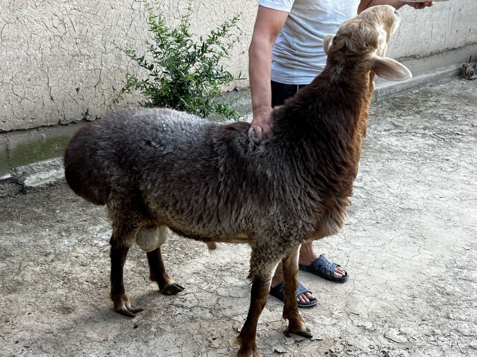 Акака ва бошка спросимларучун кучкорлар