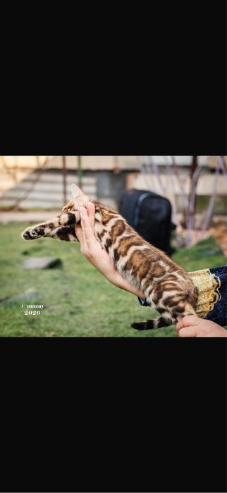 Бенгальская кошка премиум класса !!!