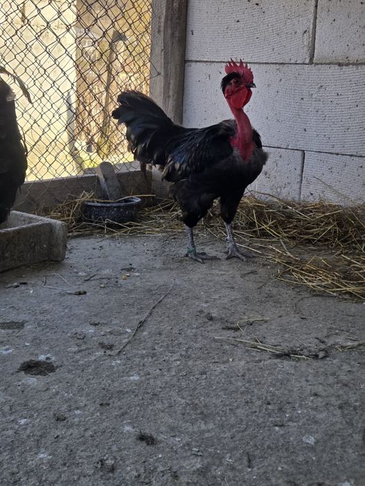 Cocosi Gat Golas de Transilvania