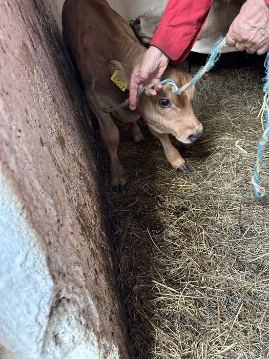 Vitel 5 saptamani angus 3000