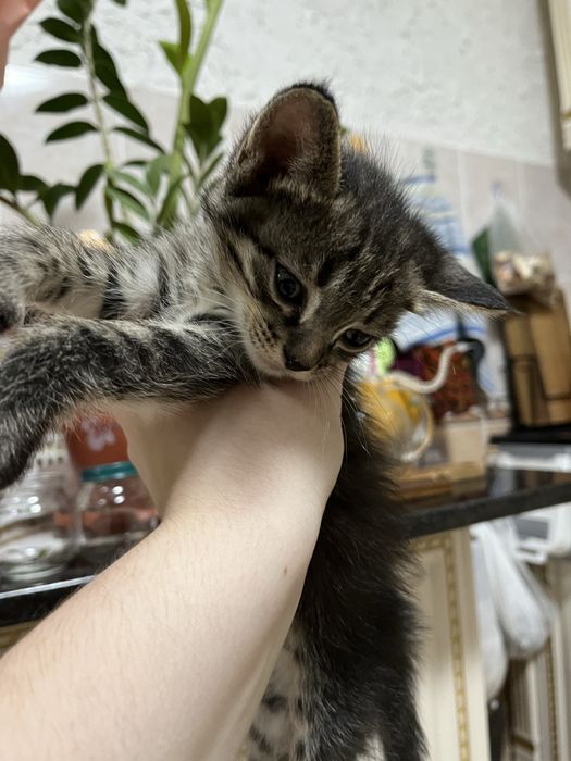Отдам котят  в хорошие  руки