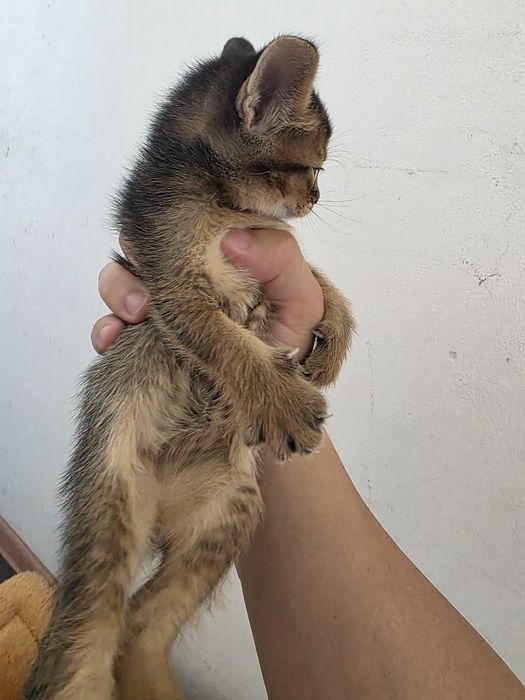 Абиссинские котята