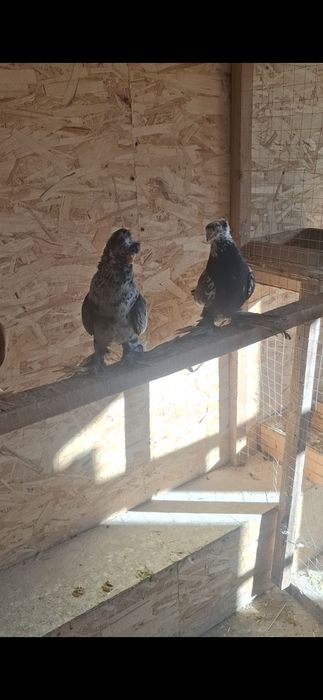 На продажу пара на игру