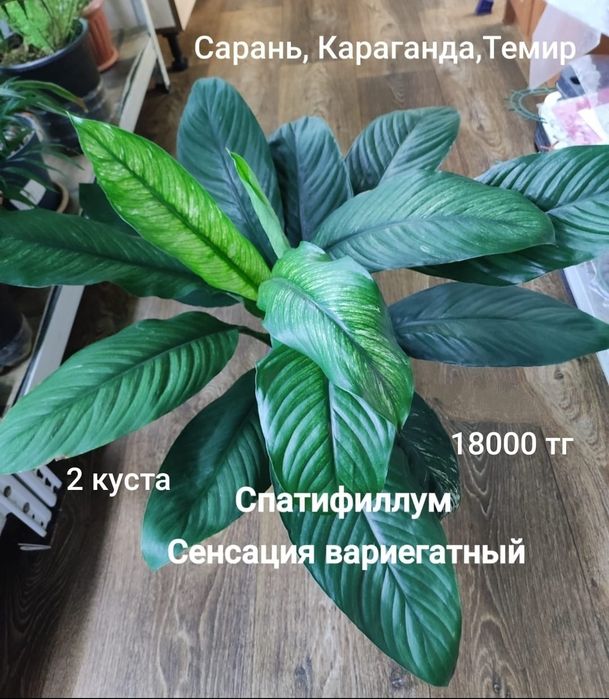 Спастифиллум Сенсация