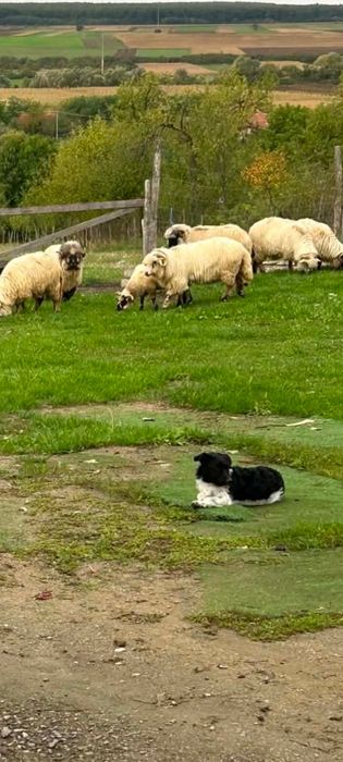 Oi țurcane  de vânzare