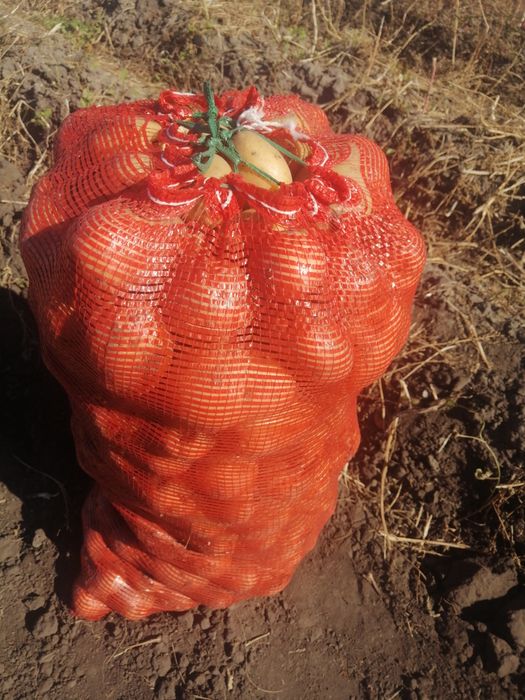 Продам  картофель едавой