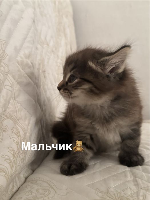 Котята в заботлиые руки