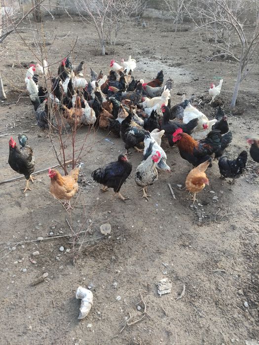 Петухи Курицы Оптам