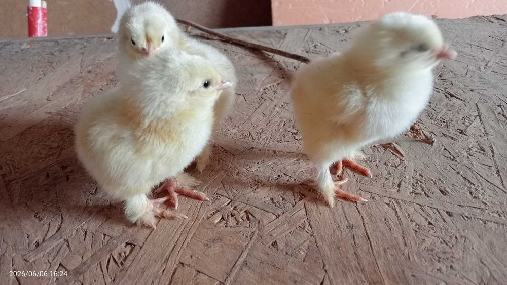 Продам цыплят смешанных пород