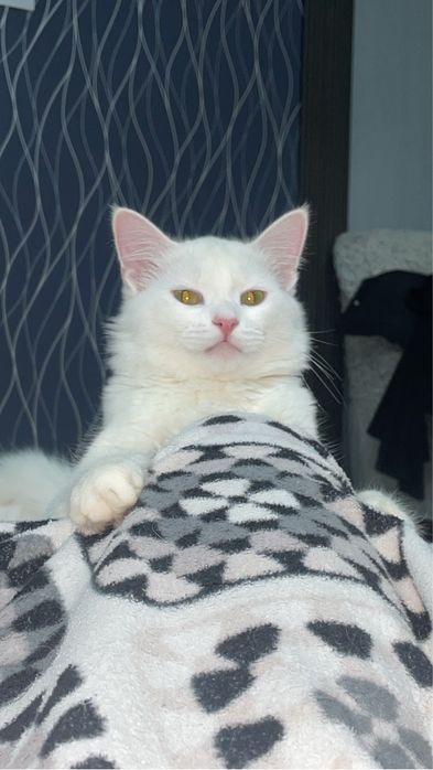 Ищем кошку для вязки